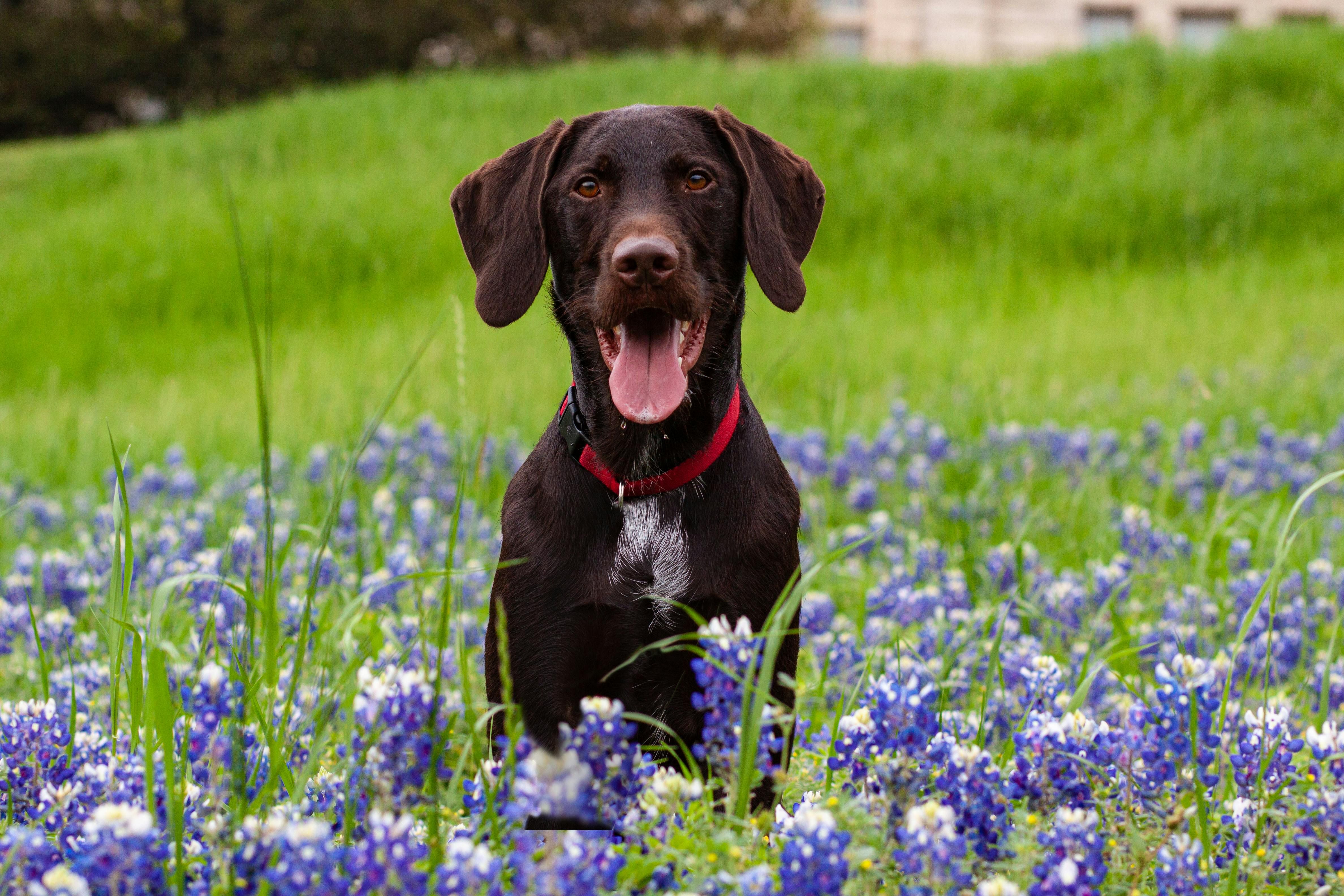 A dog pops its head out in bright green field of purple flowers.