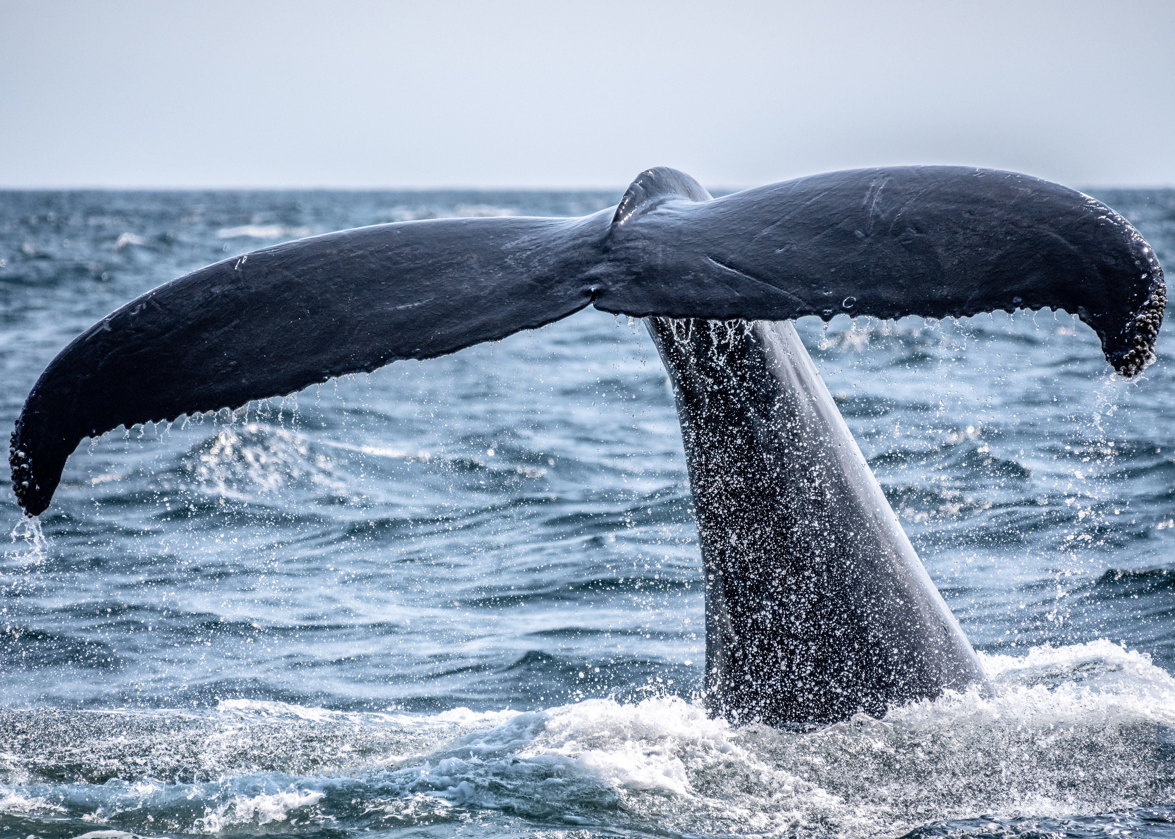 A whale' tail coming out of the water as the massive creature dives
