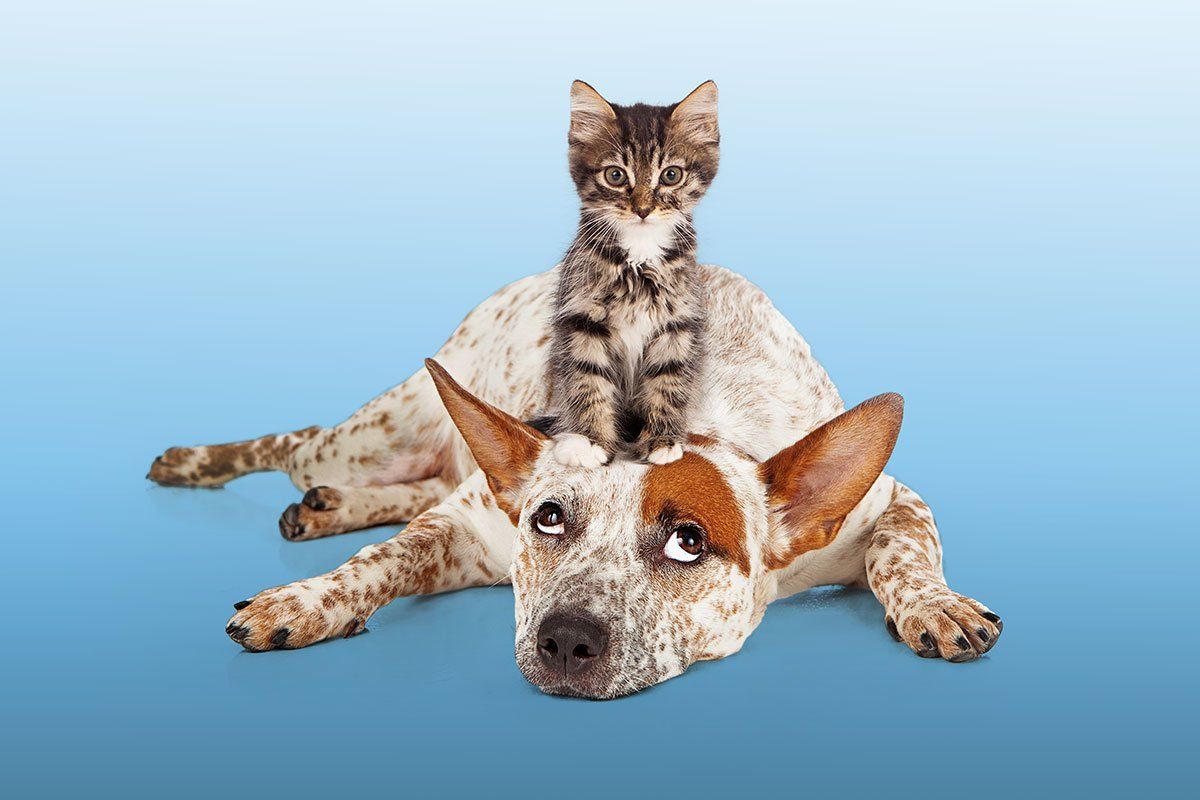A cute kitten sitting on a dog's head with the dog looking up toward the kitten.