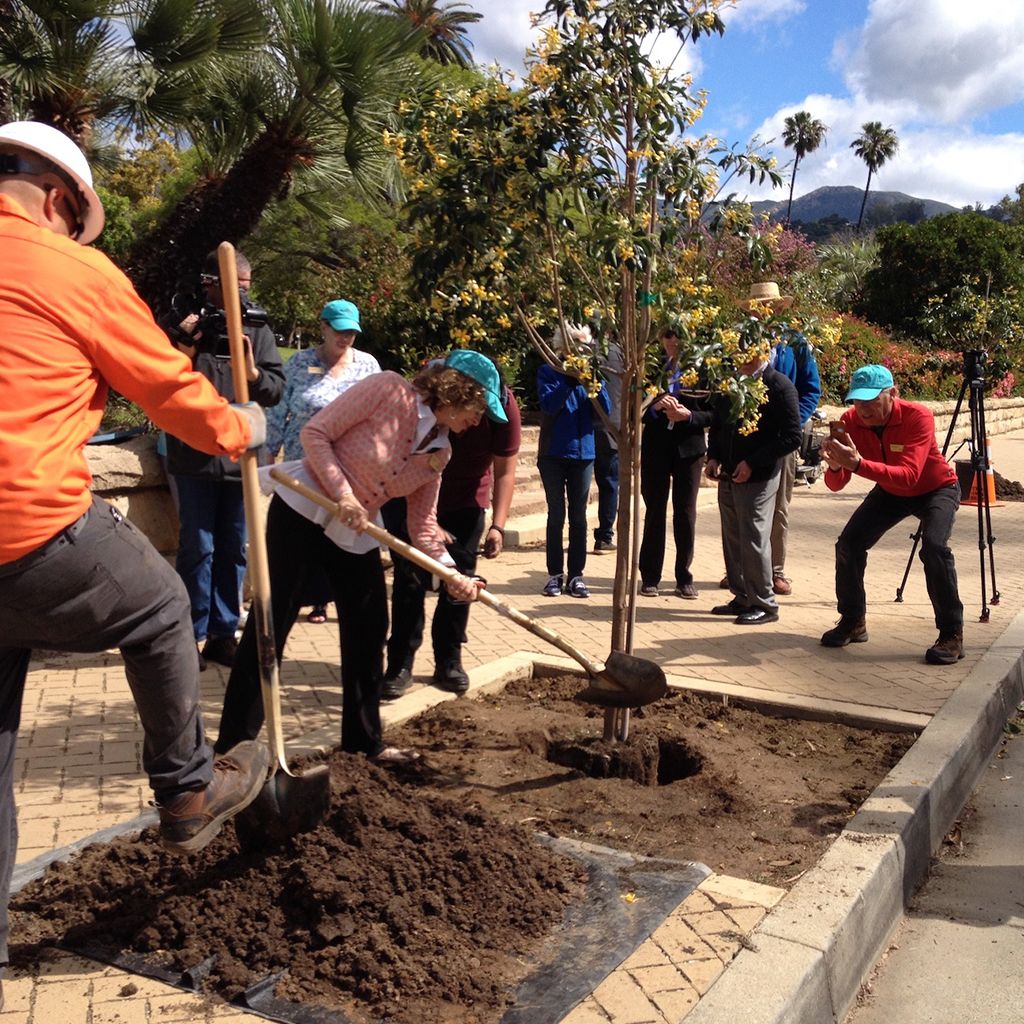 10 people with shovels planting a small tree in downtown Santa Barbara