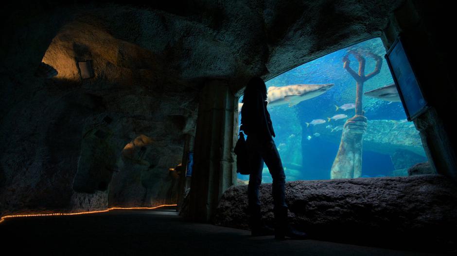 Jessica stands in front of the underwater window looking into the shark exhibit.
