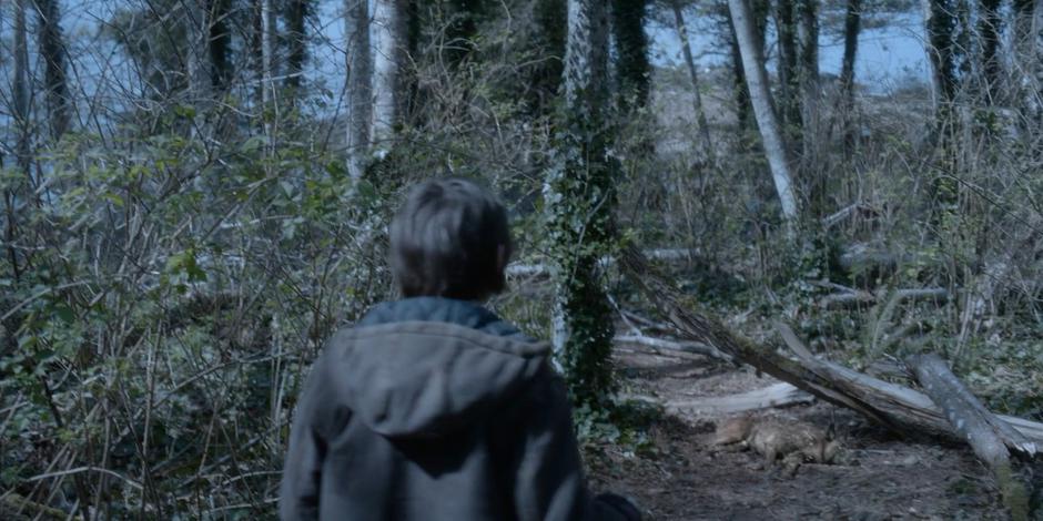 Aleksander sees a coyote dying in one of his traps.