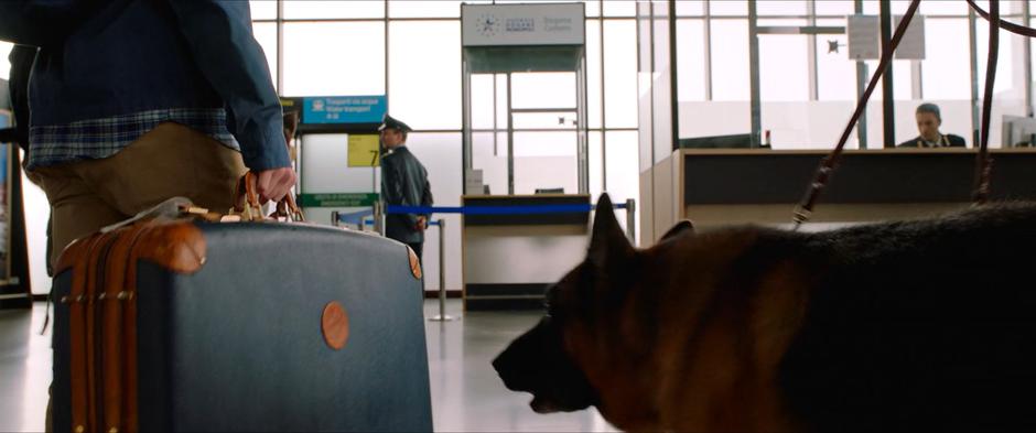 A dog sniffs at Peter's suitcase as he walks towards the customs desk.