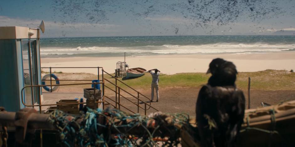 Aramu keeps an eye on the swarm of birds above the beach while another watches from behind him while perched on a rail.