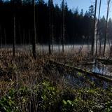 Photograph of Woodhaven Swamp.