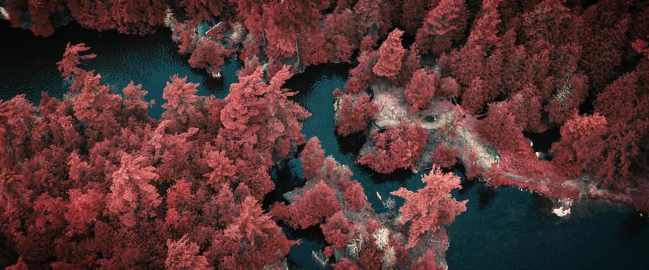 Aerial view of the river surrounded by red trees.