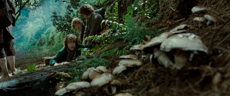 After falling down a cliff, the Hobbits spot some mushrooms on the path.