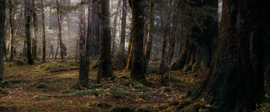 The Fellowship wanders through the outskirts of Lothlórien.