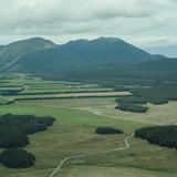 Photograph of Grove near Mavora Lakes.