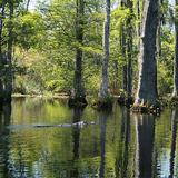 Photograph of Cypress Gardens.