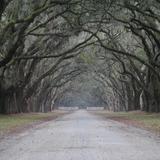 Photograph of Wormsloe Historic Site.
