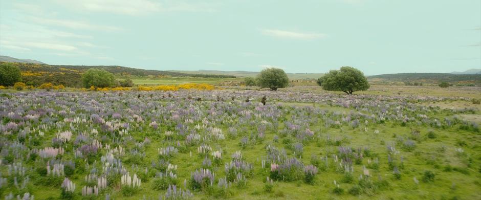 The company runs through a field of flowers on their way to Beorn's house.