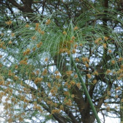 cyperus dwarf papyrus