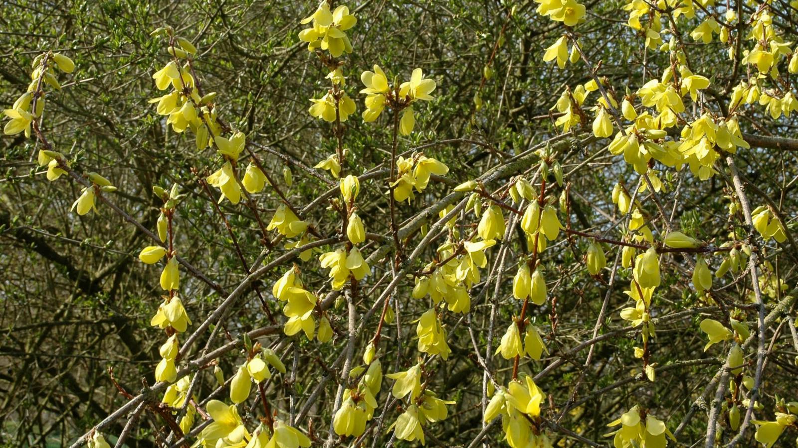 Forsythia Suspensa Thunb Vahl Plants Of The World Online Kew Science