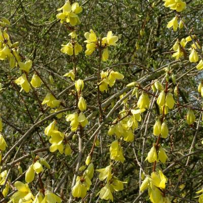 Forsythia Suspensa Thunb Vahl Plants Of The World Online Kew Science