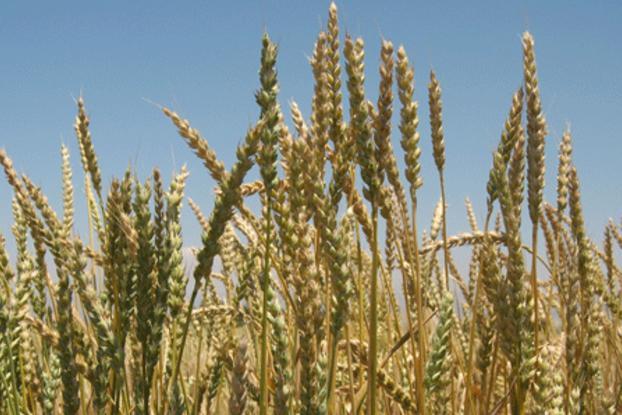 Bildergebnis für triticum aestivum