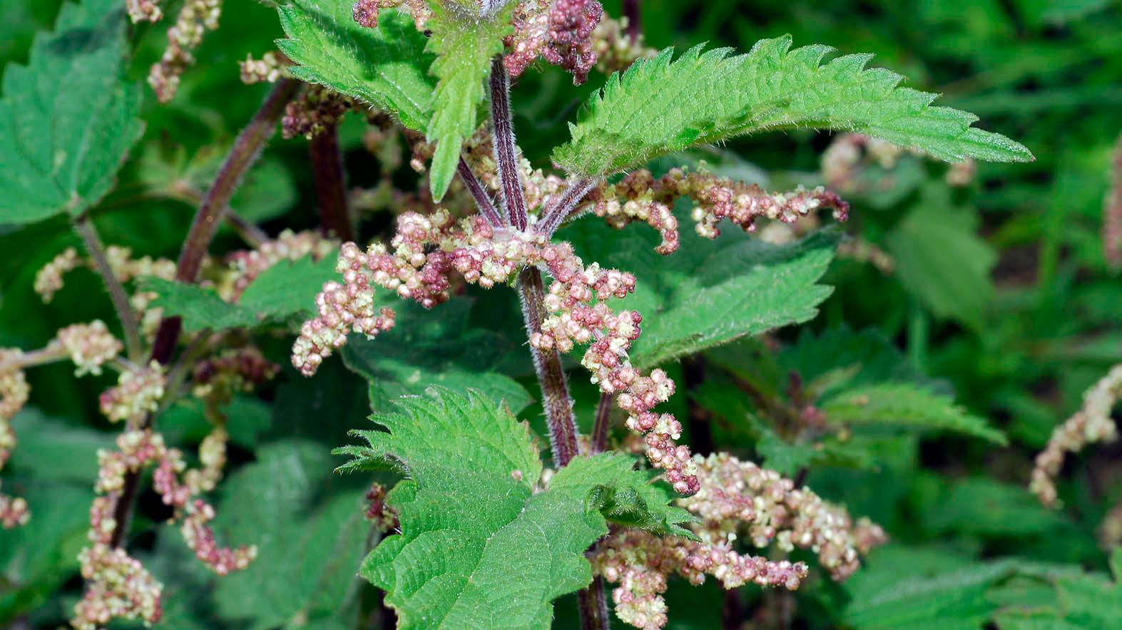 Bildergebnis für urtica dioica