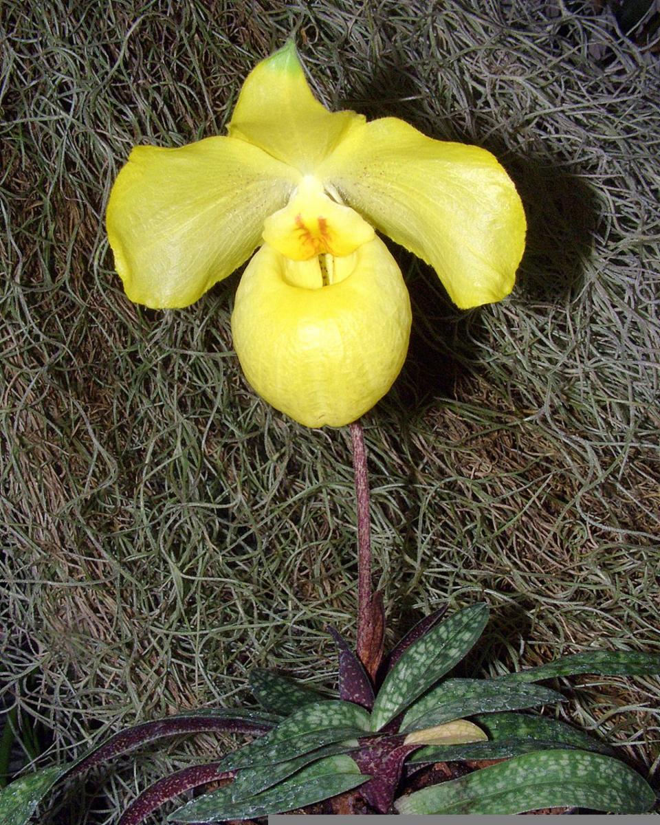 Paphiopedilum Armeniacum S C Chen F Y Liu Plants Of The World Online Kew Science