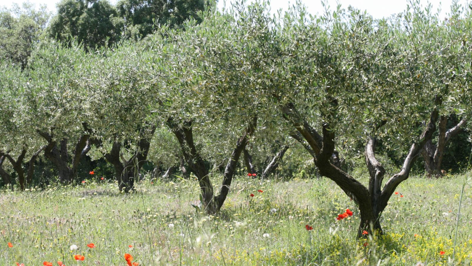 Olea Europaea L Plants Of The World Online Kew Science