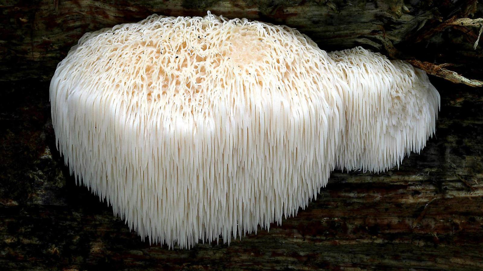 Image result for bearded tooth mushroom scientific name