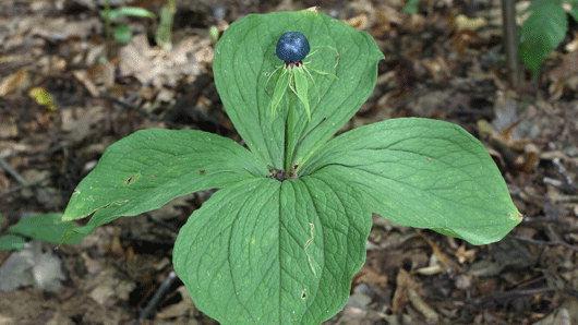 Bildergebnis für paris quadrifolia