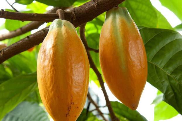 Image result for Cocoa Tree