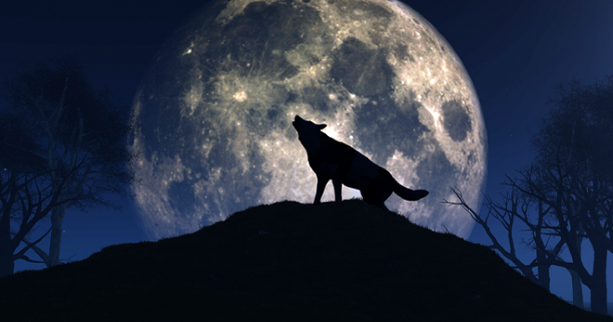 Wolf Howling at the Moon Spiritual Meaning  