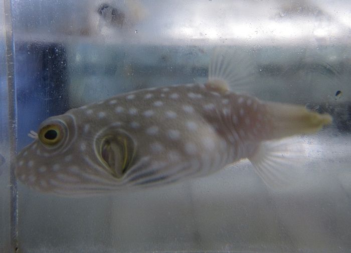 stars and stripes puffer