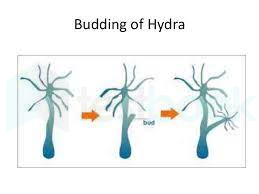 hydra