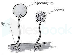 spore