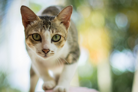 画像・写真・ベクター画像・動画・音楽素材 | Shutterstock