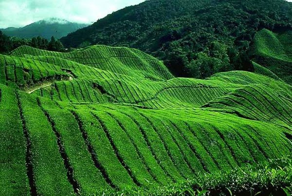 ladang-teh-sabah-3-web