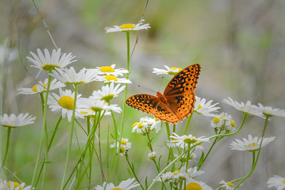 Great-Spangled-Fritillary-Butterfly-on-Wild-Daisies-S