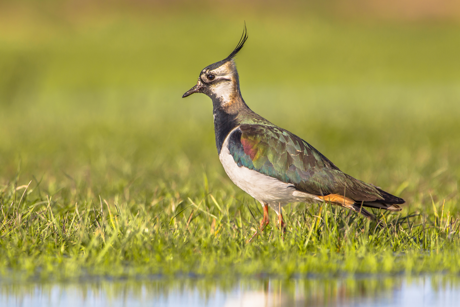 bigstock-Side-View-Male-Northern-Lapwin-119975018
