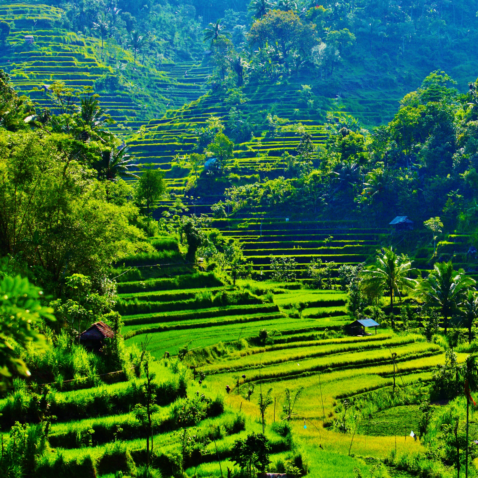 Ricefields-Bali