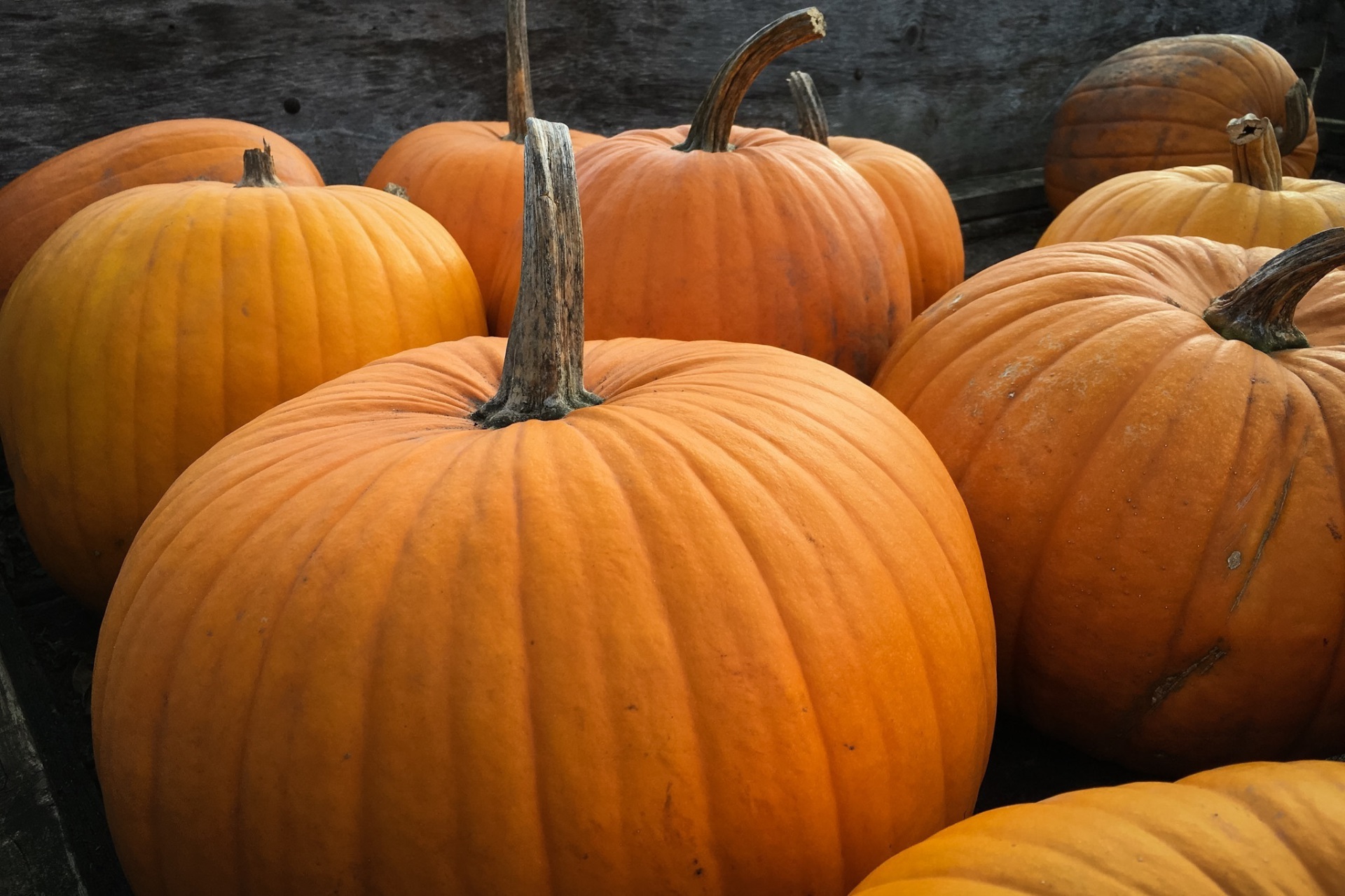 pumpkins-984207