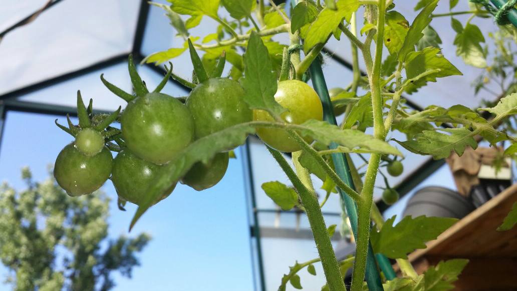 Cute green tomatoes in the greenhouse. YouShouldGrow.com