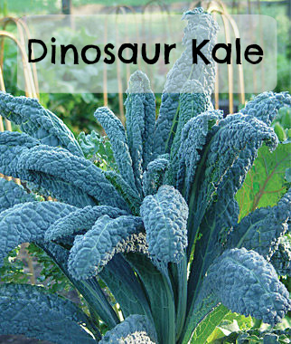 Dinosaur Kale for the market garden