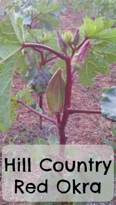 Hill Country Red Okra for the market garden