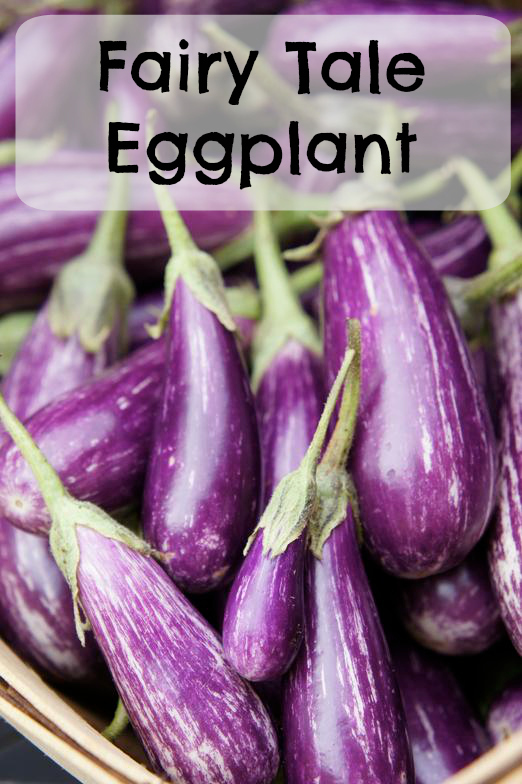Fairytale Eggplant for the market garden