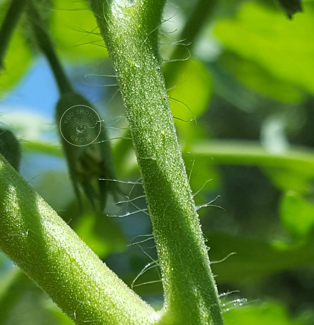 Close up of tomato trichomes. Those amazing structures have an important role on the tomato plant. www.youshouldgrow.com