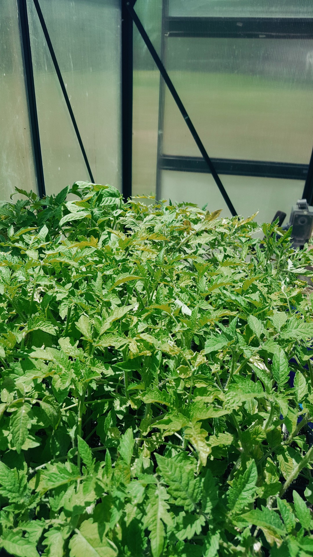 Lush green tomato plants in the greenhouse. You Should Grow .com