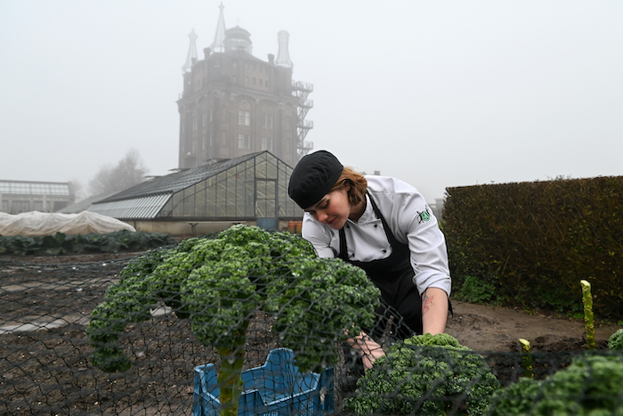 ... en in de moestuin, druk met de oogst van de boerenkool