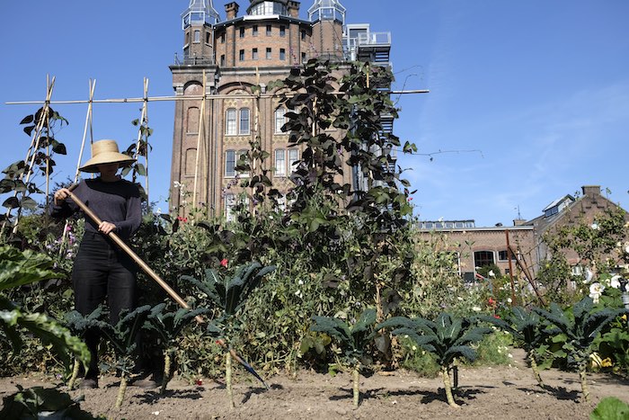 Cavolo nero uit de moestuin