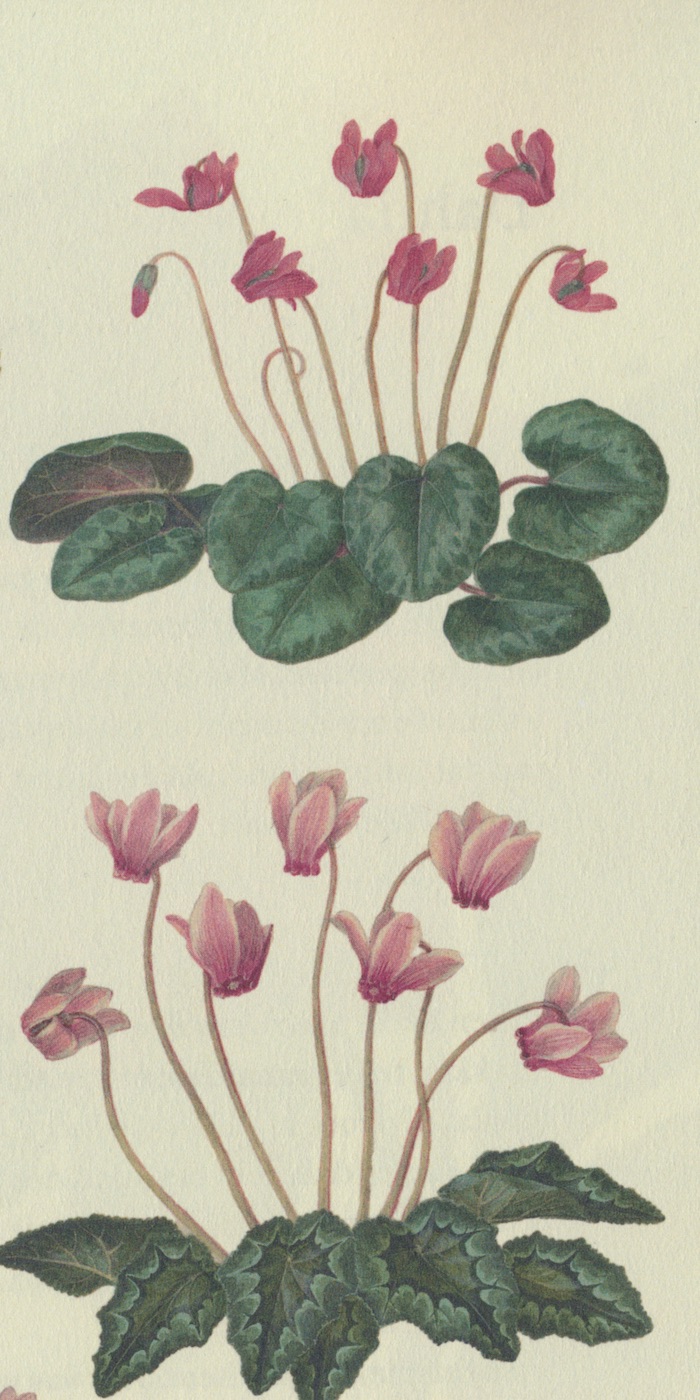 Cyclaam - illustratie uit besproken boek