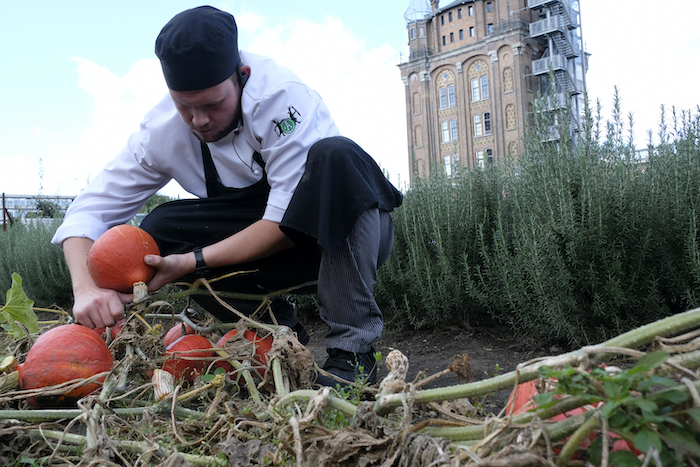 Chef de partie Tim oogst de eerste pompoenen van het seizoen