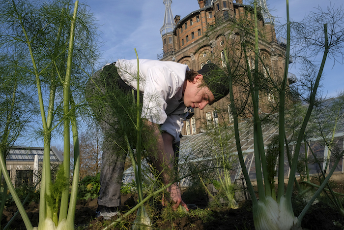 Volop venkel in de moestuin