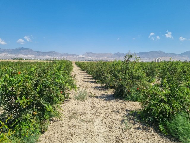 Lefkoşa Balıkesir bölgesinde satılık arazi (nar bahçesi)