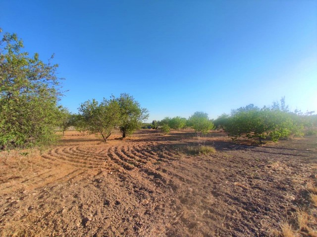 Feld Kaufen in Serdarlı, Famagusta