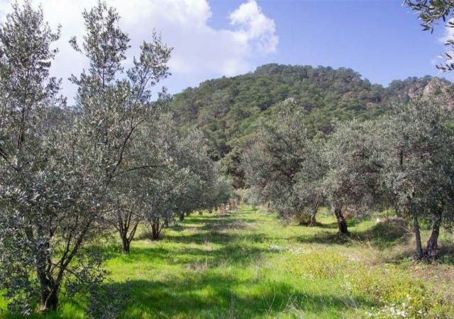 Gelegenheitsland zum Verkauf im Dorf İskele Altınova mit 15 Oliven- und 40 Johannisbrotbäumen